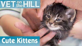  Assessing A New Group Of Kittens | FULL EPISODE | S02E05 | Vet On The Hill