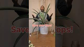 How to Grow a Pineapple Plant? #pineapple #growingpineapple #pineappleplant