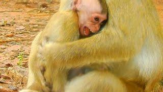 [BITE HURT] CRYING LOUDLY BABY BRANDI MOM BITE NO FEEDING @NewsBabyMonkey