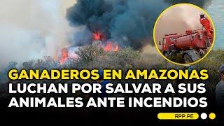 Incendios en Amazonas: no hay forraje ni alimento para ganado #SIEMPRECASARPP | DESPACHO