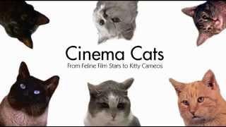 Cinema Cats