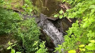 Visiting North Branch of Whippany River, Morris Plains, New Jersey, June 26, 2021