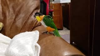 Izzy, the Caique, hopping, jumping, and being silly with stitches in his foot!!!