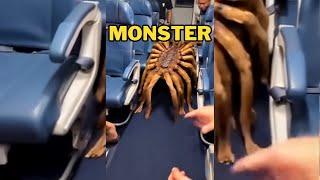 If You See This Monster in The Train, Run Away Immediately!