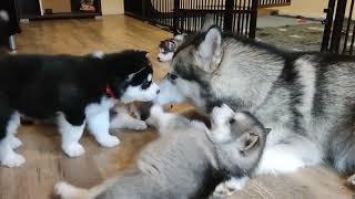 Alaskan Malamute puppies, A-litter - 6 weeks old