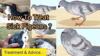 How To Treat Sick Pigeons, Treatment & Advice