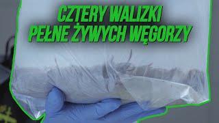 Właściciele węgorzy trafili w ręce policji ‍️| Celnicy na straży Europy