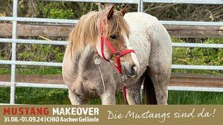 Die Mustangs sind da! | Trainer Challenge 2024 | MUSTANG MAKEOVER