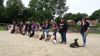Home Boarding Residential Dog Training with Adolescent Dogs Ltd  - 2017