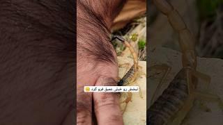 اولین ویدیو گزش عقرب کوهستانی از نزدیک در ایران #snake #nature #آوان #hiking #scorpio