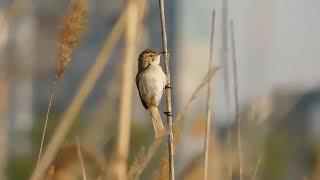 индийская камышовка Acroccephalus agricola