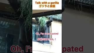 Talk with a gorilla ゴリラと会話 #gorilla #momotarofamily #gentaro  #ゴリラ #京都市動物園 #モモタロウ家族 #ゲンタロウ