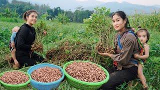 Daily Life of a 14-Year-Old Single Mother - Harvesting Peanuts to Sell at the Market