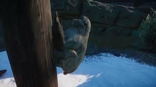 Japanese macaque | Planet Zoo Animals