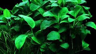 types of Anubias