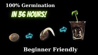 How to germinate 100% of your seeds FAST | 420 Fast Buds