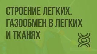 Строение легких. Газообмен в легких и тканях. Видеоурок по биологии 8 класс