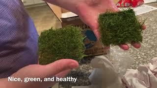 UNBOXING Java Moss Mats for the Paludarium (Aquatic Arts)