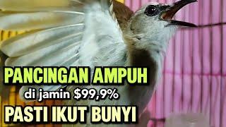 TRUCUKAN GACOR Ropel Panjang Buat PANCINGAN TRUCUKAN Agar Bunyi Jadikan BURUNG TRUCUK Gacor EMOSI