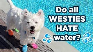 My Westie HATES water! And he won't stop barking about it