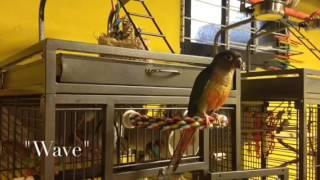 Green Cheek Conure performing a few cool tricks!