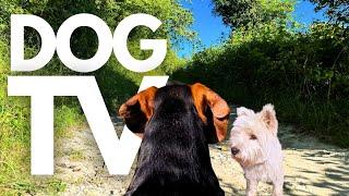 GoPro DogTV | 10hrs of Relaxing Virtual Dog Walks Through Peaceful Countryside  Dog POV