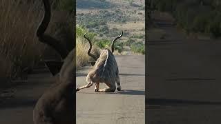 Kudu Survives Lion Attack and Gets Stranded on the Road #shorts #safari #africa