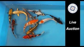 Elite Koi’s Live Saturday Auction  Japanese Koi Carp – Bid Live Online or In Store!