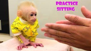 Baby monkey Bibi is taught to sit by dad