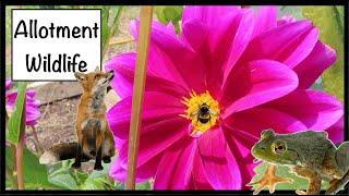 All The Wildlife Turn Up To The Allotment Plot! - ALLOTMENT LIFE VLOG 28