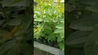 nursery ready guava plants #nursery #agriculture #shorts