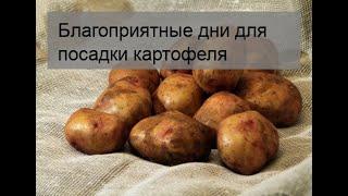 Благоприятные дни для посадки картофеля