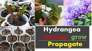 How to propagate hydrangeas from cuttings:: Grow::