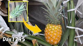 パイナップルの葉っぱを植えたら、約3年半後にパイナップルが出来た |  How to grow pineapple from the leaves in a pot