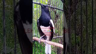 masteran burung kacer nembak materi mewah super pedas