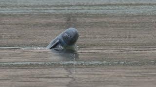 Irrawaddy Dolphins Swimming in the Mekong