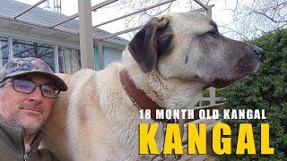 18 Month Old Kangal | Turkish Kangal Dog | Ash The Kangal