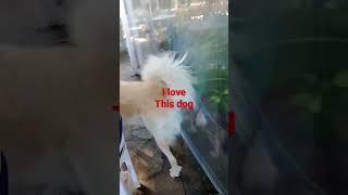 i love this dog 