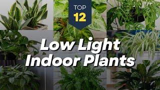 12 Best Low Light Indoor Plants 🪴 Hanging Houseplants 