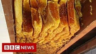 Huge beehive discovered inside ceiling - BBC News