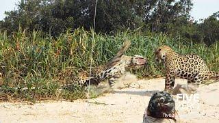 2 Male Jaguars Fight on the Beach