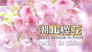 【Spring in China】湖北武汉：樱花编织成海 尽显烂漫/Cherry blossoms in Hubei Wuhan are in full bloom to show the roman