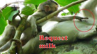 How baby monkey Alba request milk?, Alba scare mom deny and fighting