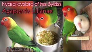 Agapornis Lilianae /Nyasa lovebird of Tres Syetes