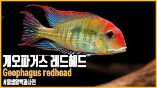 게오파거스 레드헤드, 게오파거스 세팔루스로 학명바뀜 Geophagus pyrocephalus [#물생활백과사전]