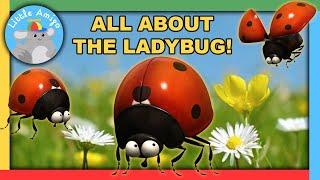 Minuscule | Best of the Ladybugs!  | Compilation |  Little Amigo