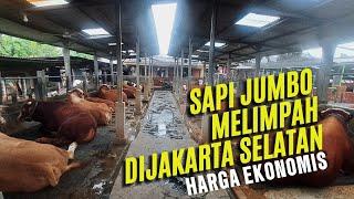 SAPI SUPER JUMBO MELIMPAH DI JAKARTA SELATAN !!! Harga ekonomis #sapisuperjumbo#sapijumbo#sapiqurban