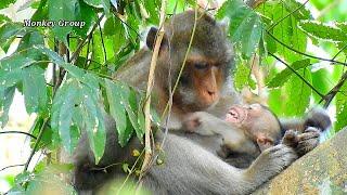 LOOK BAD ACTION OF MOM, ANNA REJECT MILK BABY MONKEY ALBA