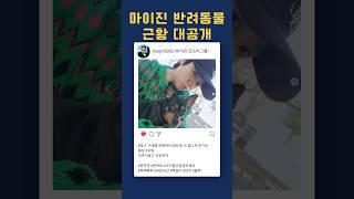 마이진 반려동물 일상 대공개️️