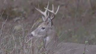 THIS WILD LIFE - Whitetail deer hunting with Dave Wah